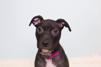 Medium Photo #1 Labrador Retriever-Unknown Mix Puppy For Sale in Germantown, OH, USA
