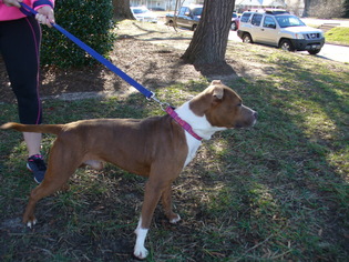 Labrador Retriever-Staffordshire Bull Terrier Mix Dogs for adoption in Concord, NC, USA