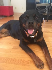 Rottweiler Dogs for adoption in Bellevue, WA, USA
