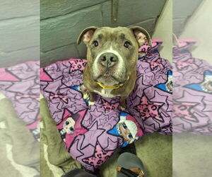 American Pit Bull Terrier-Unknown Mix Dogs for adoption in Brewster, NY, USA