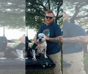 Free-Lance Bulldog Dogs for adoption in Oak Bluffs, MA, USA