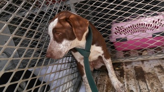 Pointer-Unknown Mix Dogs for adoption in Roanoke, TX, USA