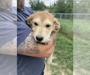 Mutt Dogs for adoption in Calgary, Alberta, Canada