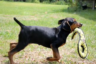 Black and Tan Coonhound Dogs for adoption in New Smyrna Beach, FL, USA