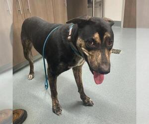 Labrottie Dogs for adoption in Baytown, TX, USA