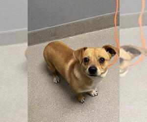 Chihuahua-Unknown Mix Dogs for adoption in Las Vegas, NV, USA