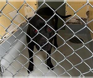 American Pit Bull Terrier Dogs for adoption in Tulsa, OK, USA