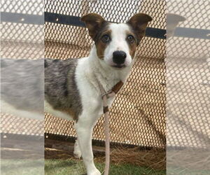 Australian Shepherd-Unknown Mix Dogs for adoption in Lakewood, CO, USA