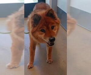 Chow Chow-Unknown Mix Dogs for adoption in Fort Lauderdale, FL, USA