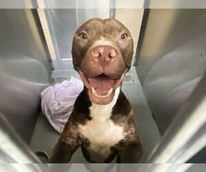 American Pit Bull Terrier Dogs for adoption in Orange, CA, USA