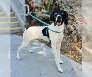 German Shorthaired Pointer Dogs for adoption in Salinas, CA, USA
