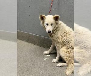 Huskies -Unknown Mix Dogs for adoption in Las Vegas, NV, USA