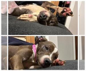 Staffordshire Bull Terrier-Unknown Mix Dogs for adoption in San Antonio, TX, USA