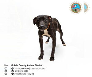 American Bulldog Dogs for adoption in Mobile, AL, USA