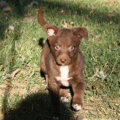 Chipin Dogs for adoption in Brownsboro, AL, USA
