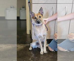Jack Russell Terrier-Unknown Mix Dogs for adoption in Rockwall, TX, USA
