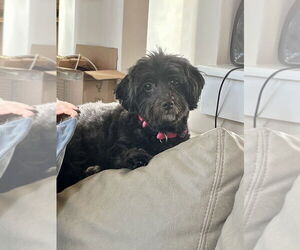 Poovanese Dogs for adoption in Mooresville, NC, USA