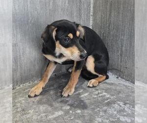 Chihuahua-Unknown Mix Dogs for adoption in San Antonio, TX, USA