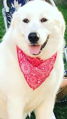 Great Pyrenees Dogs for adoption in Spring Lake, NJ, USA