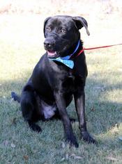 Boxador Dogs for adoption in Arlington, TX, USA