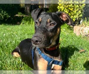 Doberman Pinscher-German Shepherd Dog Mix Dogs for adoption in Martinez, CA, USA