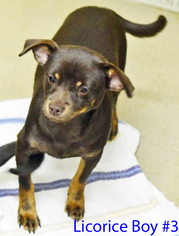 Doxie-Pin Dogs for adoption in Griffin, GA, USA
