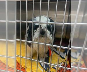 Shih Tzu Dogs for adoption in Columbia, TN, USA