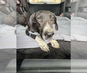 Great Dane Dogs for adoption in Bullard, TX, USA