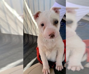 Chinese Shar-Pei Dogs for adoption in Cottonwood, AZ, USA