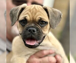 Mutt Dogs for adoption in San Juan Capistrano, CA, USA