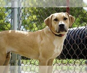 Labbe Dogs for adoption in Center Township, PA, USA