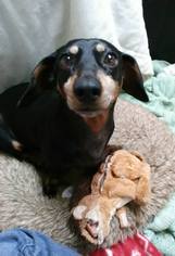Dachshund Dogs for adoption in Hanover, PA, USA