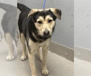 German Shepherd Dog-Unknown Mix Dogs for adoption in Las Vegas, NV, USA