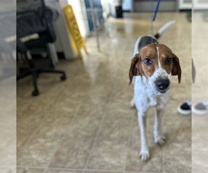 Mutt Dogs for adoption in Raleigh, NC, USA