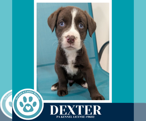 Aussiedor Dogs for adoption in Kimberton, PA, USA