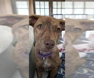Labrador Retriever Dogs for adoption in Glenwood, GA, USA