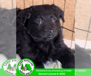 Goldendoodle (Miniature) Dogs for adoption in Stroudsburg, PA, USA