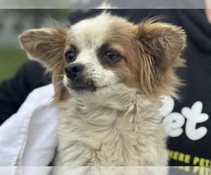 Chihuahua-Unknown Mix Dogs for adoption in Waco, TX, USA