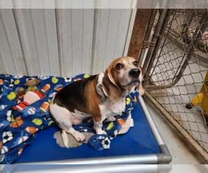 Beagle Dogs for adoption in Iroquois, IL, USA