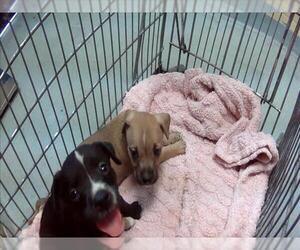Mutt Dogs for adoption in Tulsa, OK, USA