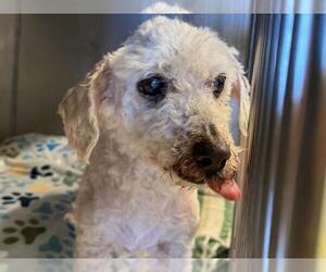 Poodle (Miniature)-Unknown Mix Dogs for adoption in Moreno Valley, CA, USA
