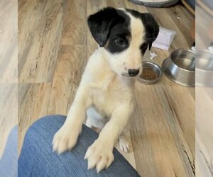 Border Collie-Unknown Mix Dogs for adoption in Shreveport, LA, USA