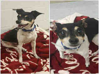 Rat Terrier Dogs for adoption in Brighton, CO, USA