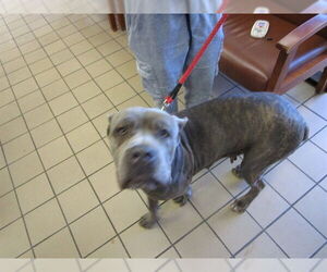 Mutt Dogs for adoption in Ocala, FL, USA