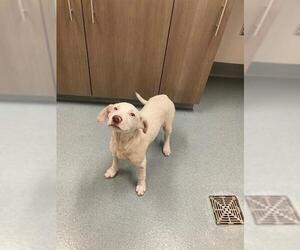 Labrador Retriever Dogs for adoption in Baytown, TX, USA