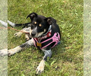 Mutt Dogs for adoption in Fargo, ND, USA