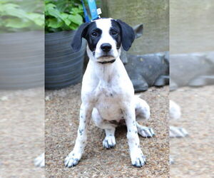 Great Pyrenees-Pointer Mix Dogs for adoption in Germanton, TN, USA