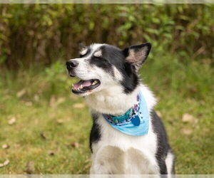 Siberian Husky-Unknown Mix Dogs for adoption in Ames, IA, USA