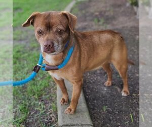 Chiweenie Dogs for adoption in Long Beach, CA, USA