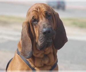 Bloodhound Dogs for adoption in Longview, TX, USA